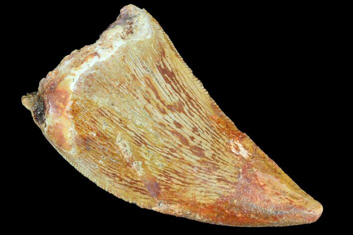 Bargain, Juvenile Carcharodontosaurus Tooth #84368